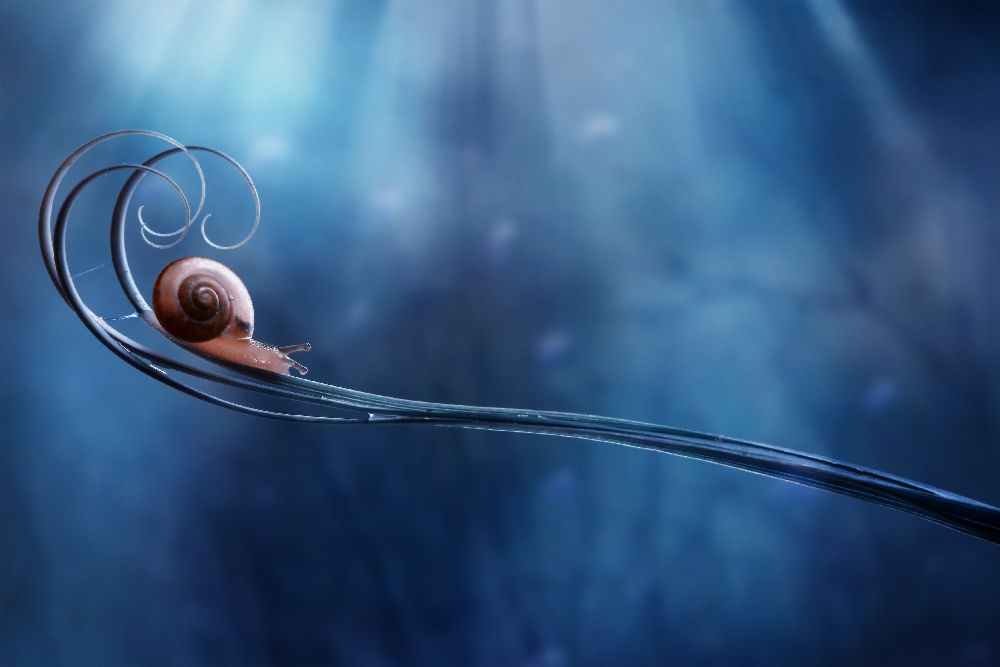 Schöne Schnecke von Dede Almustaqim