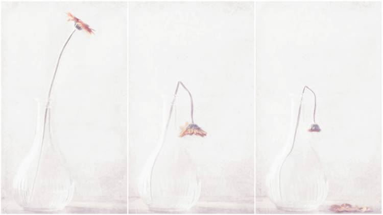 Ars longa, vita brevis... von Delphine Devos