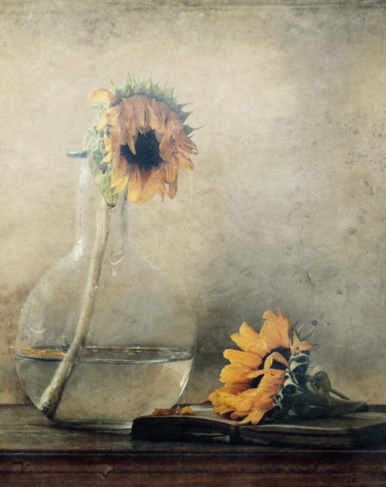 Before I Wilt... von Delphine Devos