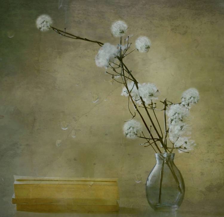 Books von Delphine Devos