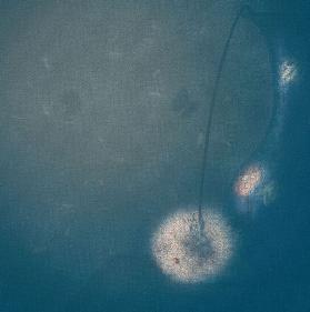 Dämmerung der Sommernacht