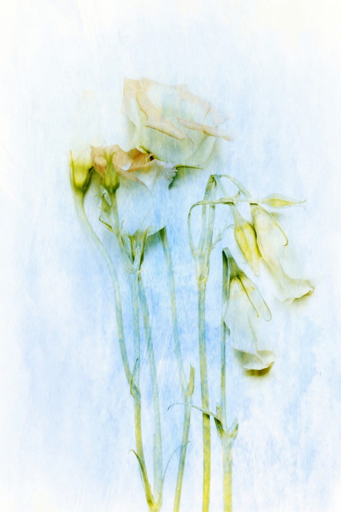 The Unconscious Beauties von Delphine Devos