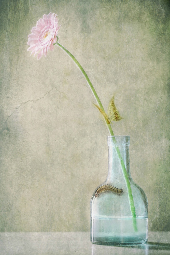 A Quiet Summer Day von Delphine Devos