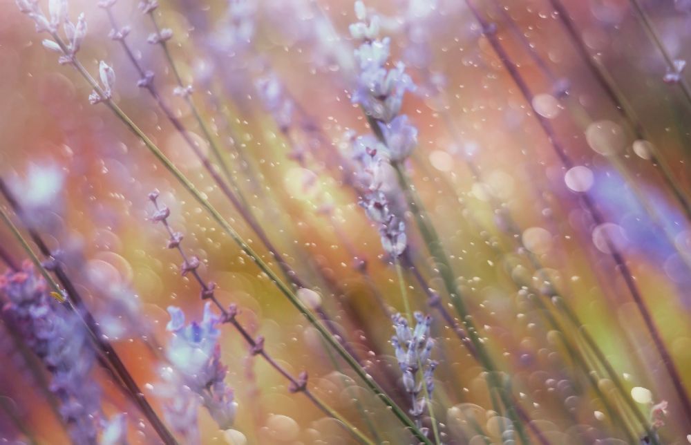 Etwas Magisches von Delphine Devos