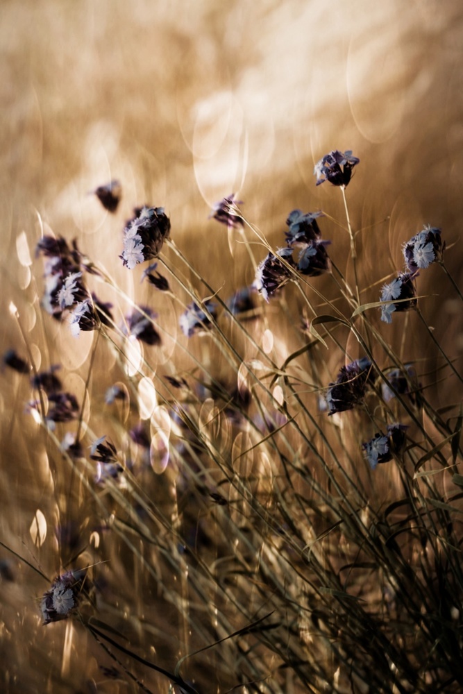 To Be Free in Light von Delphine Devos