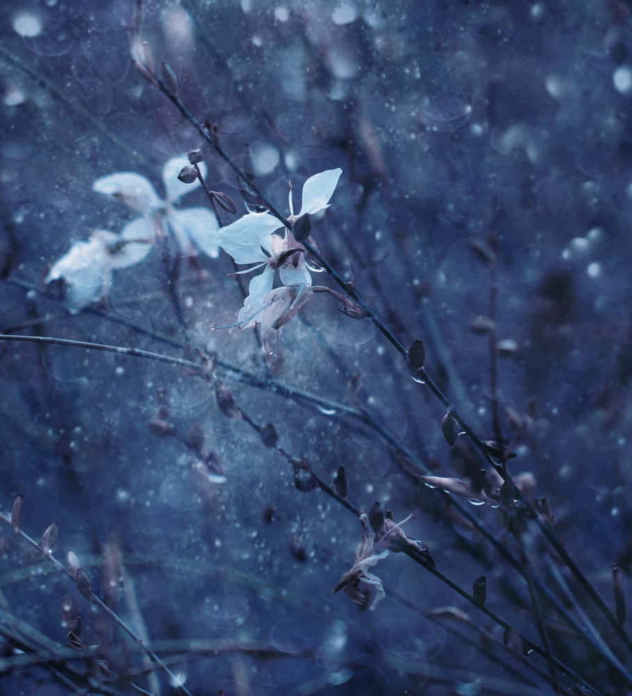 Song of the Flower von Delphine Devos