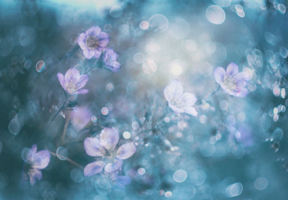 Naturschmuck von Delphine Devos