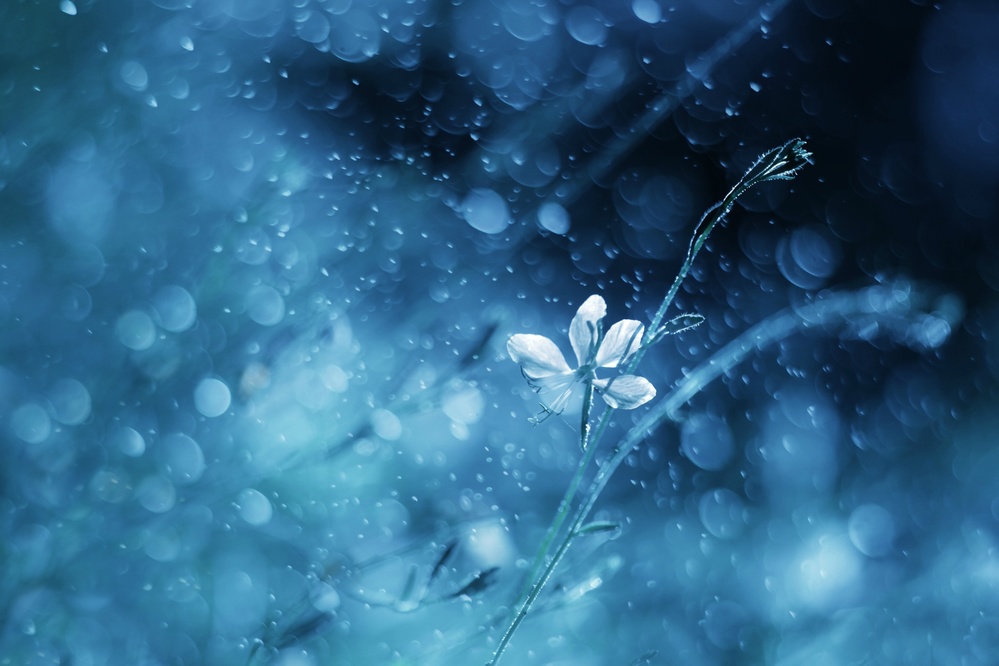 Ephemeral Blue von Delphine Devos