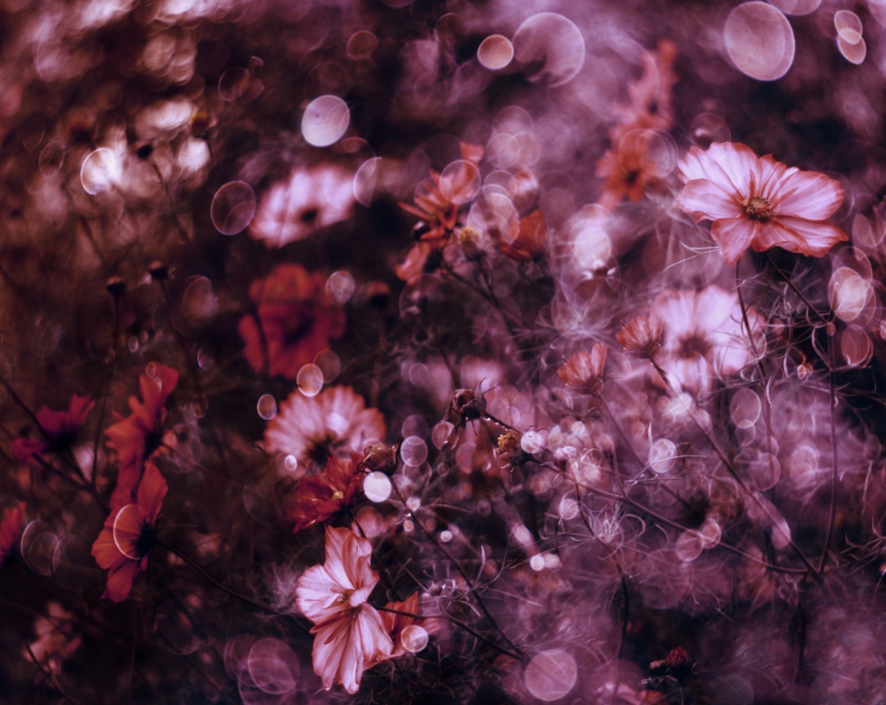 Tapestry of Flowers von Delphine Devos