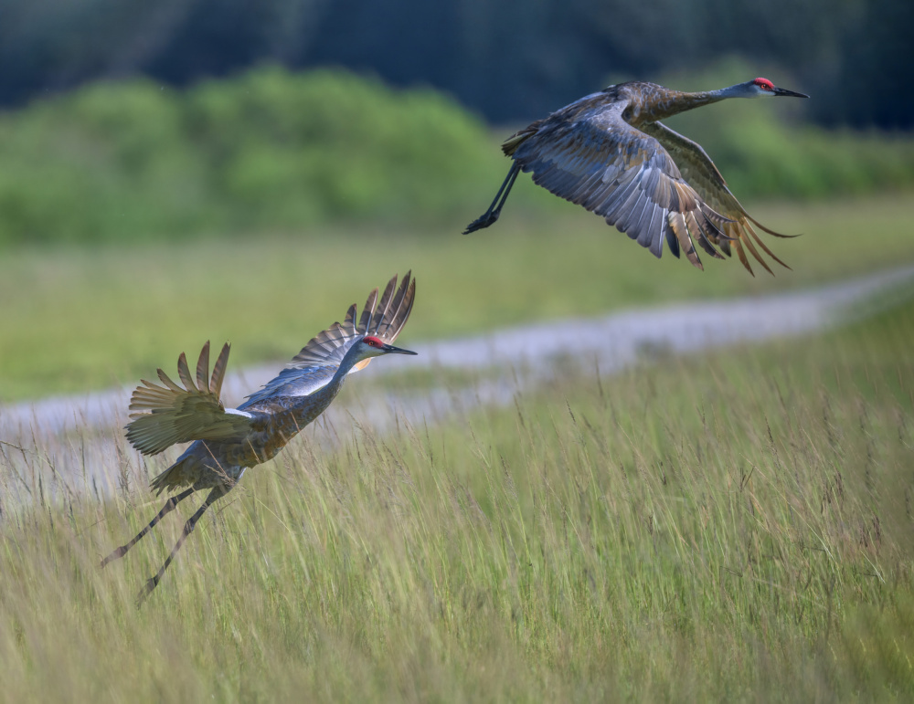 Taking Off, Sandhill Crane von Deming W
