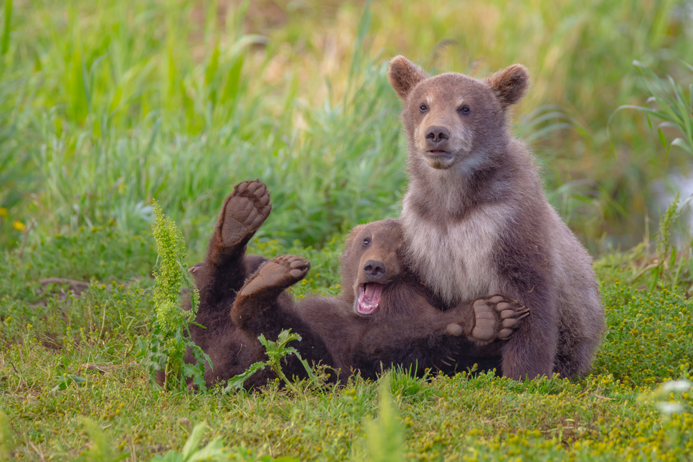 Bear games von Denis Budkov