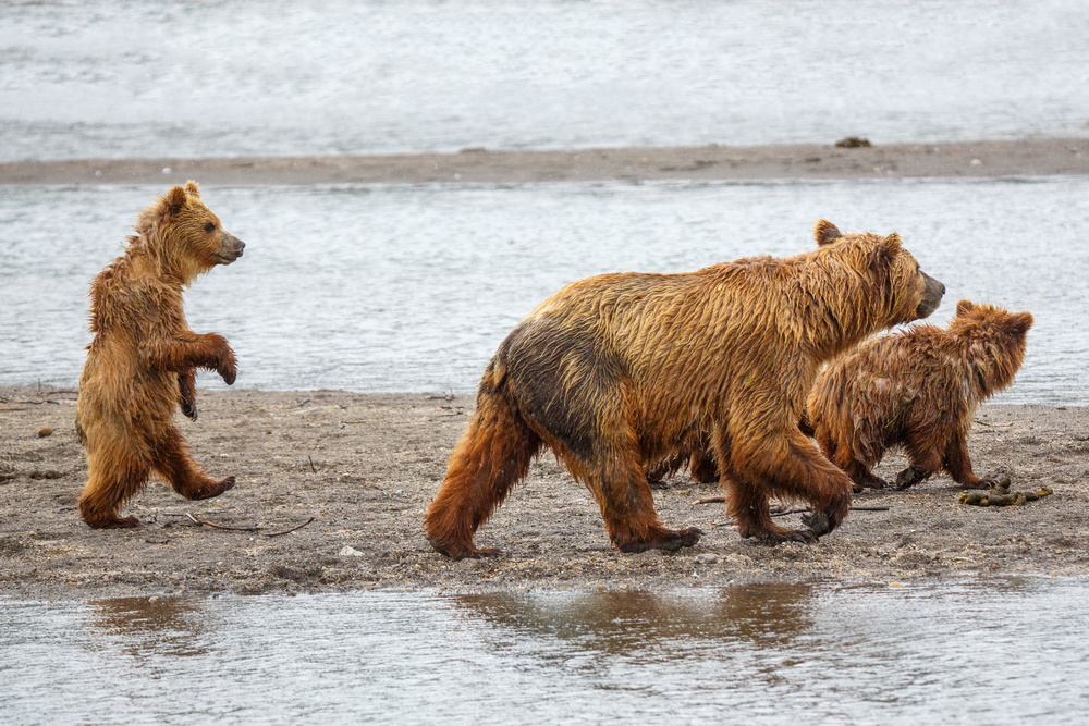 Lets go for a walk!!! von Denis Budkov