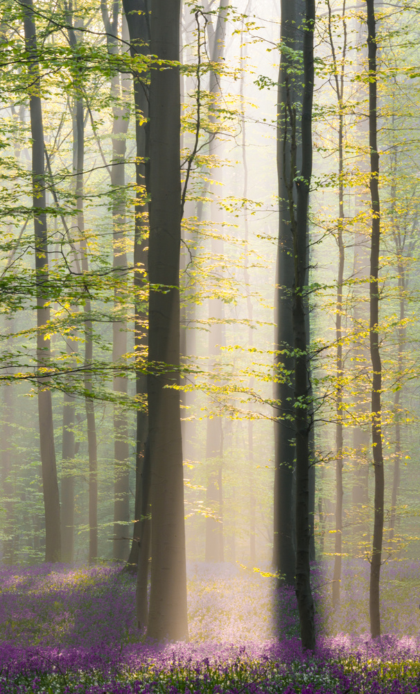 Misty sunrise in Hallerbos von Denisa VLAICU