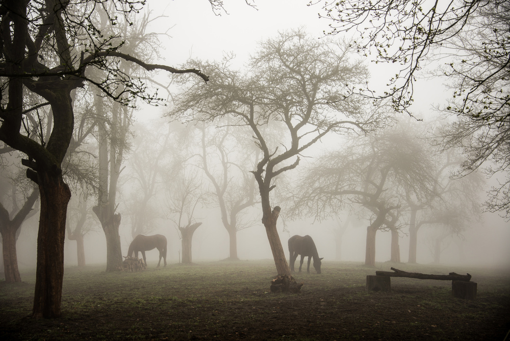 Horses in a foggy orchard von Denisa VLAICU
