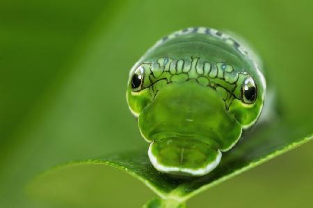 Not from this world...