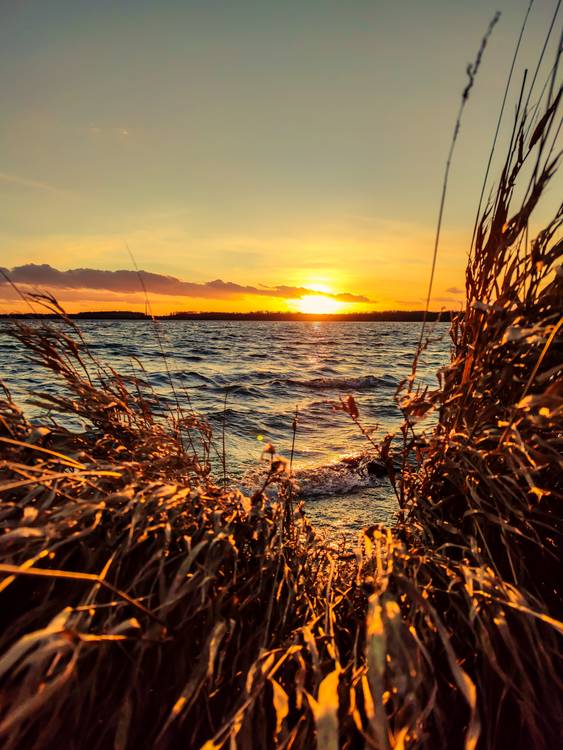Sonnenuntergang am See im Schilf.jpg von Dennis Wetzel