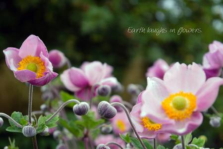 Earth laughs in flowers, lila Blüten, Bild 2 von 3