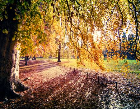 Farbenprächtiger Herbstbaum im Sonnenlicht in Leipzig