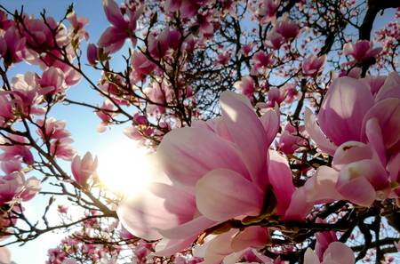 Magnolienbaum im Sonnenschein