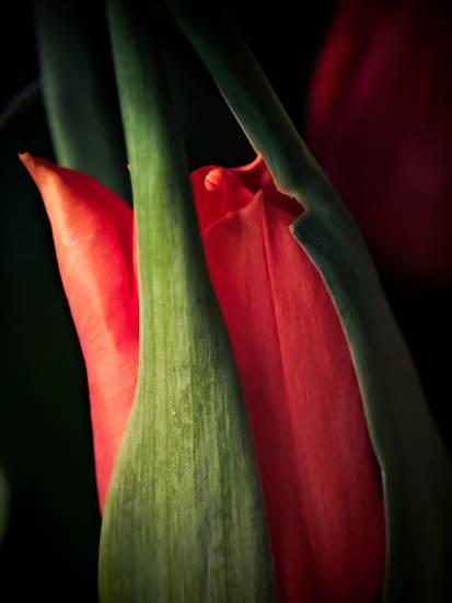 Rote Tulpe mit grünen Blättern