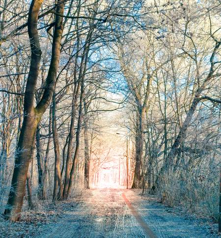 Weißer Winterwald mit Weg ins Licht im Küchenholz Leipzig