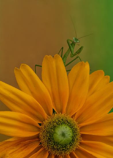 Mantis &amp; flower II