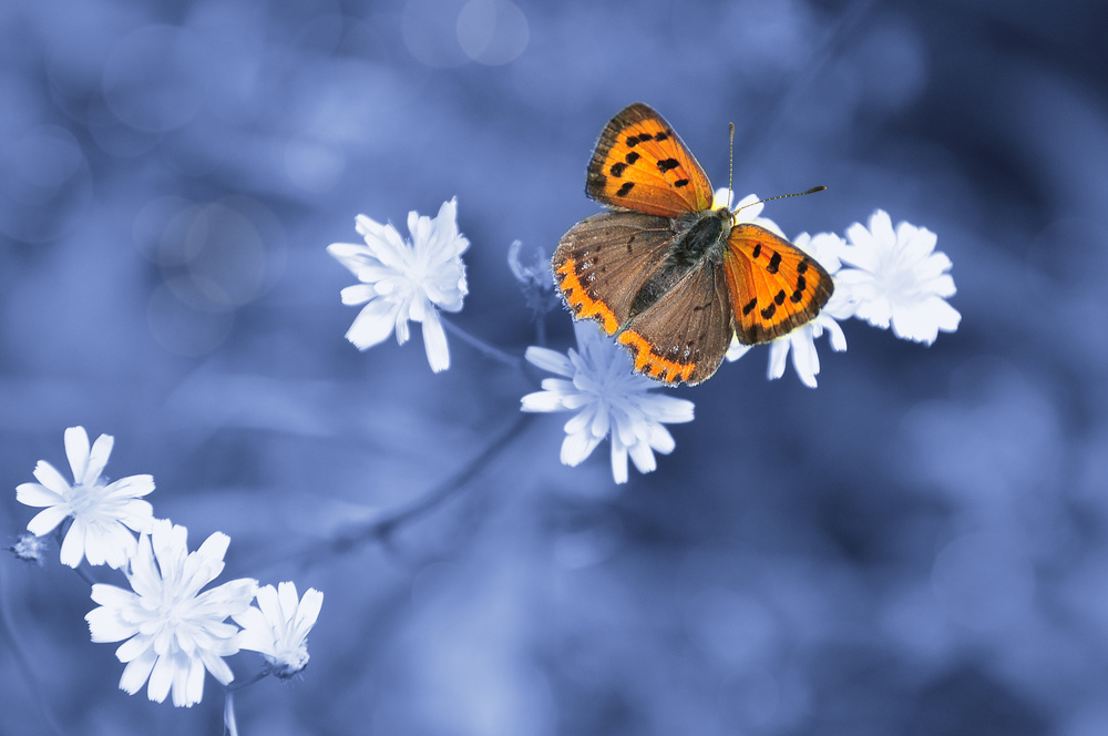 Lycaena phlaeas von Derya Doni