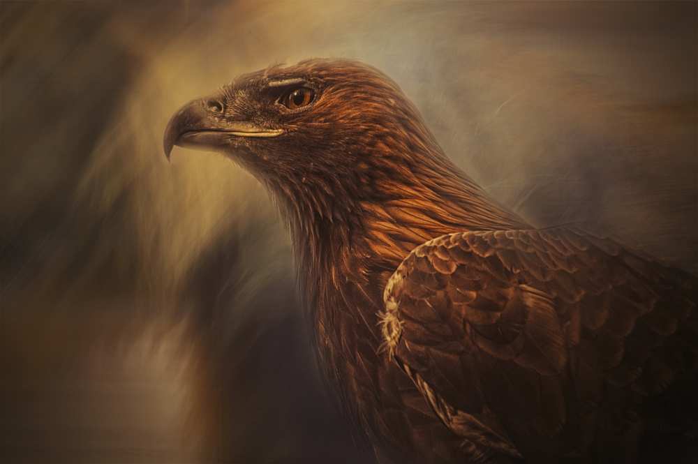 instincts cage von Desislava Ignatova