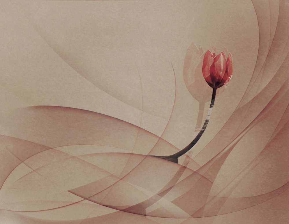 lines von Desislava Ignatova