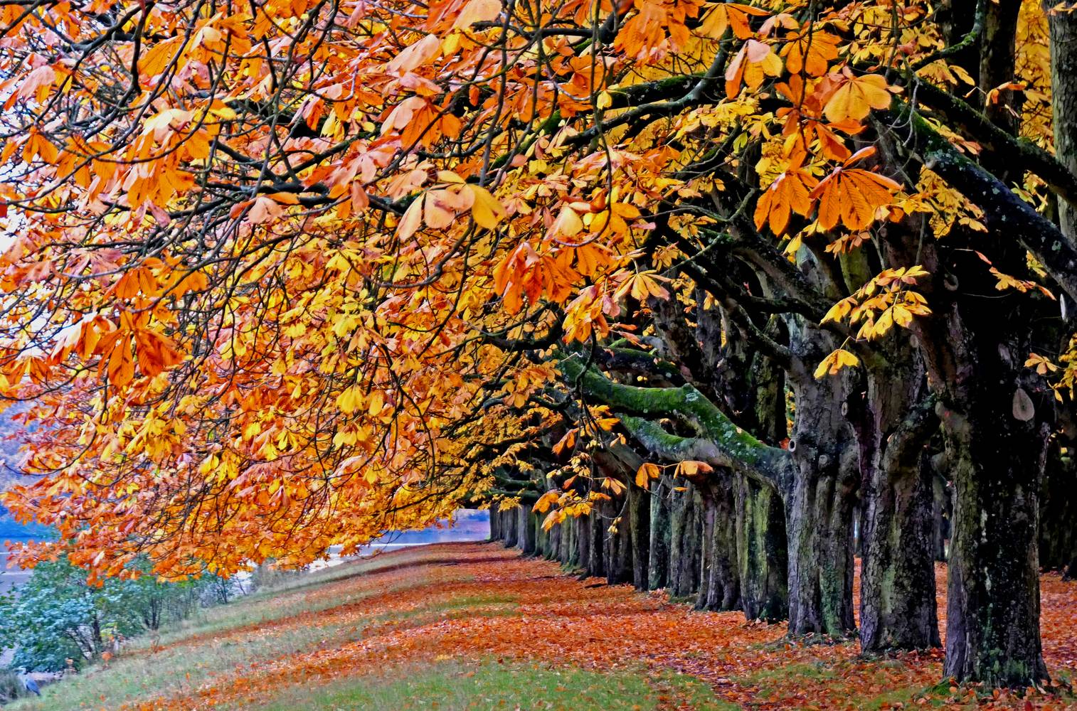 Autumn Magic von Joachim W. Dettmer