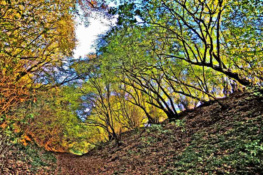 Ghostly Forest von Joachim W. Dettmer