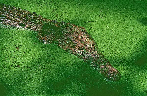 Natural Design, Australien von Joachim W. Dettmer