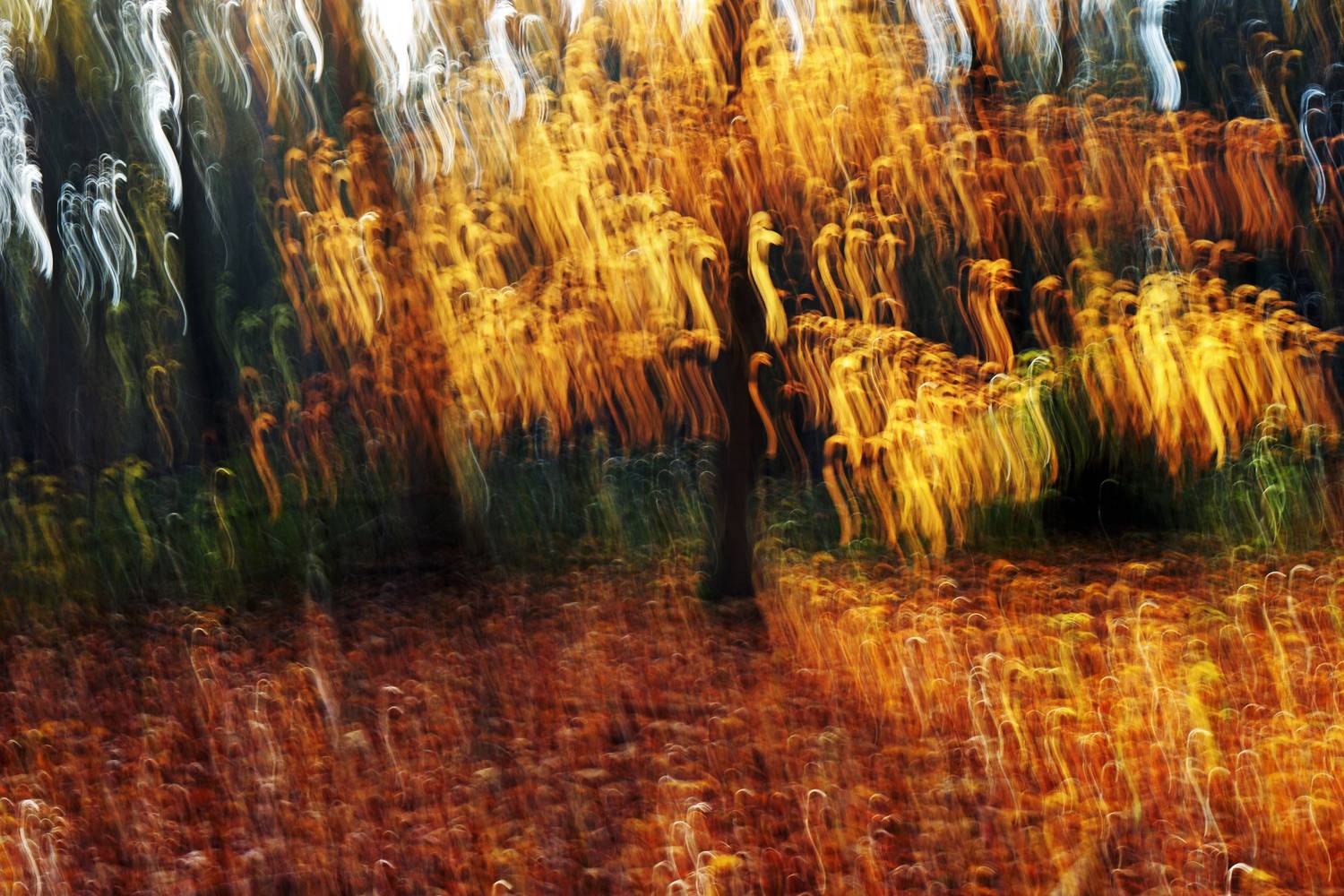 Powerful Autumn von Joachim W. Dettmer