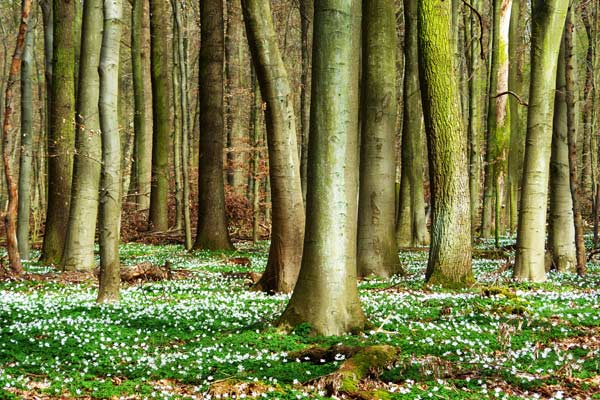 Wald der Anemonen von Joachim W. Dettmer
