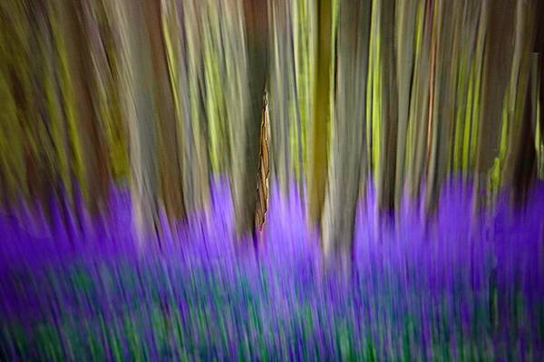 Wald der Hasenglöckchen von Joachim W. Dettmer