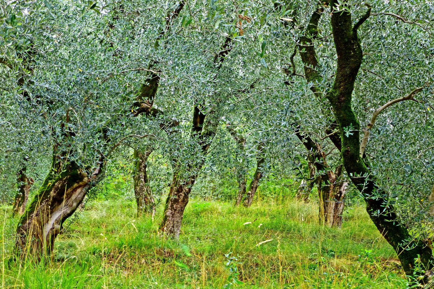 Walk-in Paradise von Joachim W. Dettmer