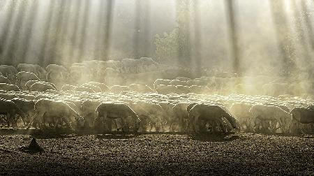 Herd sheep in the forest