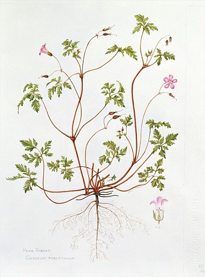 Herb Robert (w/c on paper)  von Diana  Everett