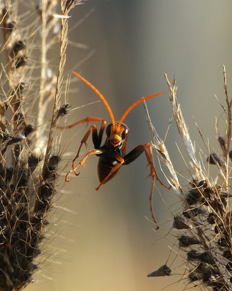 In between von Diane Hallam