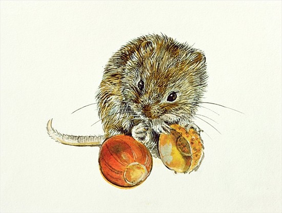 Vole with an Acorn  von Diane  Matthes