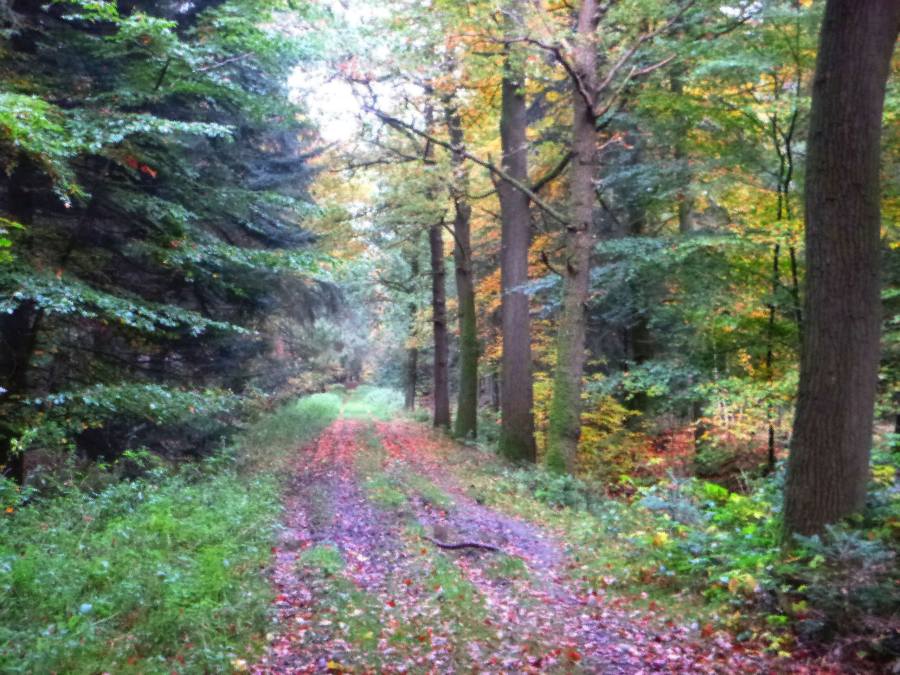 Ohne Titel von Christophe Didillon