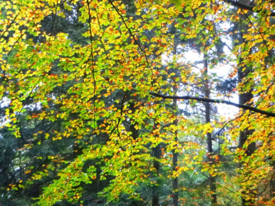 Ohne Titel von Christophe Didillon