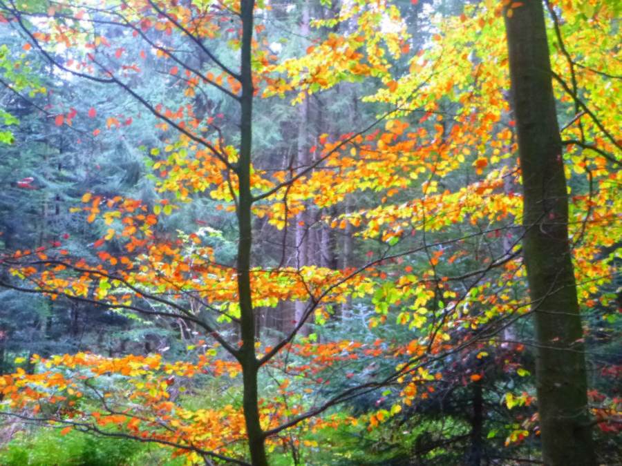 Ohne Titel von Christophe Didillon