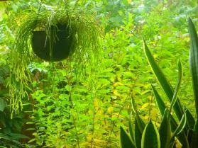 Parkbank eingewachsen