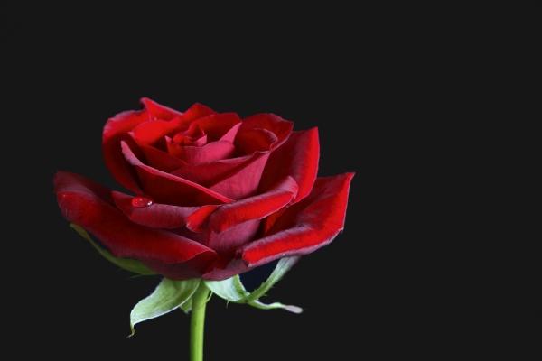 Rosiges (3) von Dieter Müßler