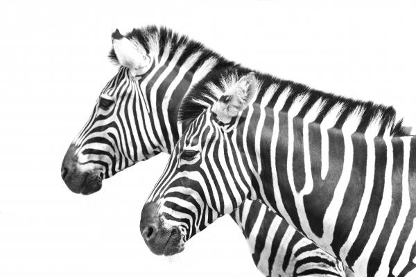 Zebrastreifen von Dieter Müßler