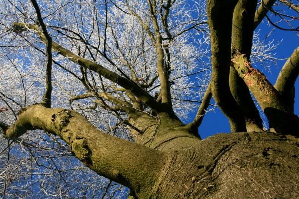 Buche unter blauem Himmel von Dieter Ritter