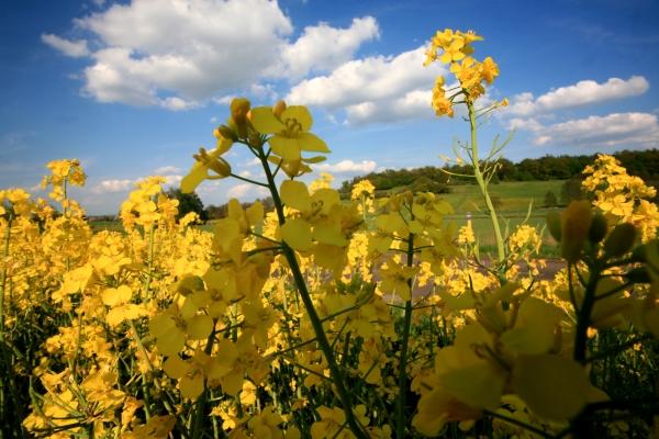 Raps überall von Dieter Ritter