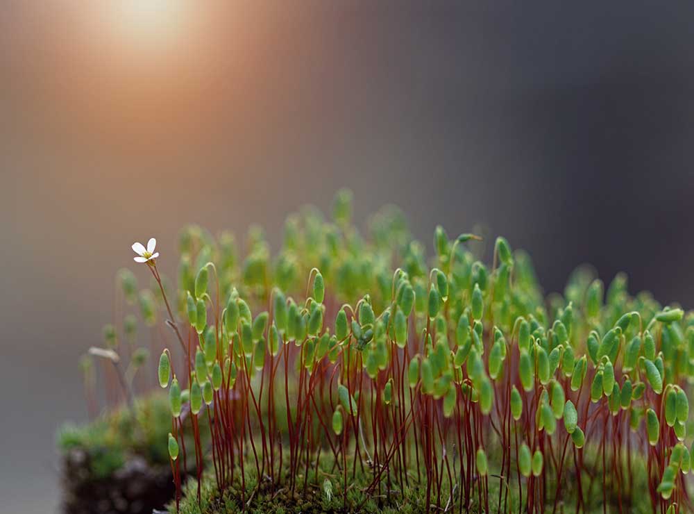 Ohne Titel von Dimitar Lazarov