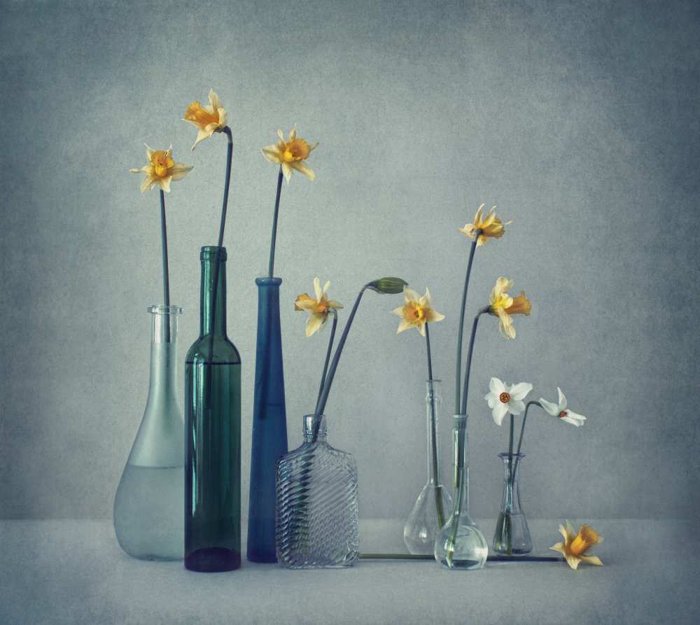 Daffodils von Dimitar Lazarov